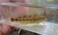 Etheostoma lynceum