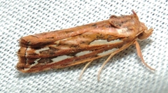 Meyrickella torquesauria