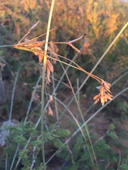 Cyperus fendlerianus