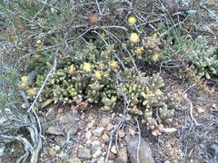 Corpuscularia lehmannii