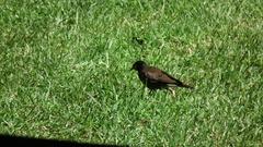 Acridotheres tristis tristis