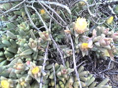 Corpuscularia lehmannii