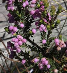 Erica hirtiflora hirtiflora