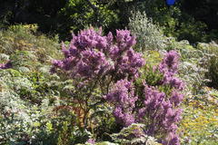 Erica hirtiflora hirtiflora