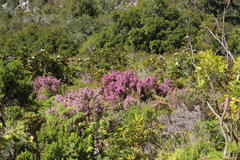 Erica hirtiflora hirtiflora