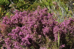 Erica hirtiflora hirtiflora