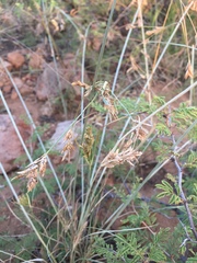 Cyperus fendlerianus