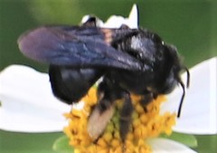 Melissodes bimaculatus image