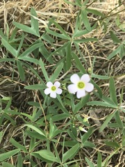 Oxalis decaphylla