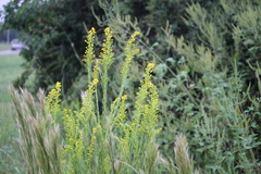 Solidago mexicana