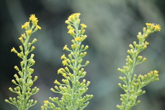 Solidago mexicana