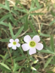 Oxalis decaphylla