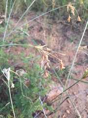 Cyperus fendlerianus