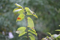 Ulmus americana