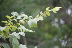 Ulmus americana