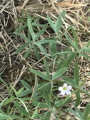 Oxalis decaphylla