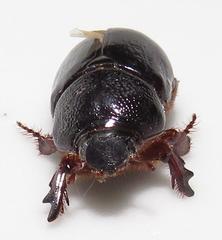 Temnorhynchus