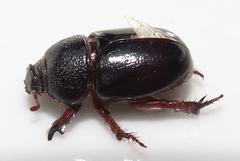 Temnorhynchus