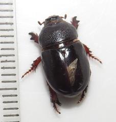 Temnorhynchus