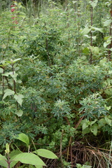 Lupinus hintonii