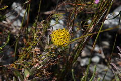Leucospermum gracile