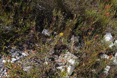 Leucospermum gracile