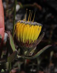 Leucospermum gracile