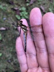 Sympetrum