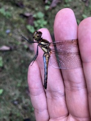 Sympetrum