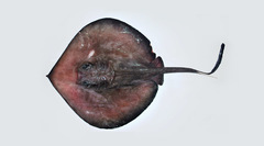 Deepwater Stingray photo 3