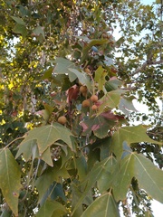 Platanus