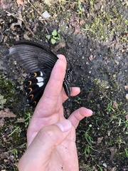 Papilio helenus