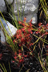 Drosera glabripes