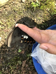 Papilio helenus