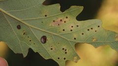 Phylloteras volutellae