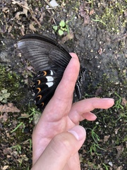 Papilio helenus