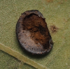 Phylloteras volutellae