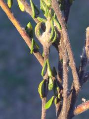 Phylica debilis debilis