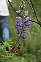 Lupinus hintonii