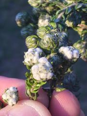 Phylica debilis debilis