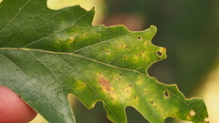 Phylloteras volutellae