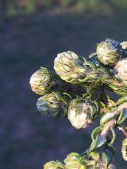 Phylica debilis debilis