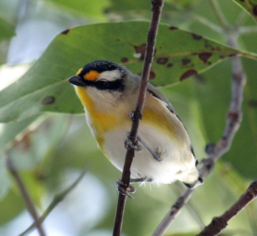 Pardalotus striatus