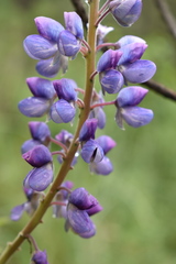 Lupinus hintonii