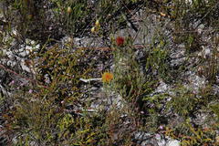 Leucospermum gracile