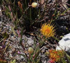 Leucospermum gracile