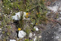 Leucospermum gracile