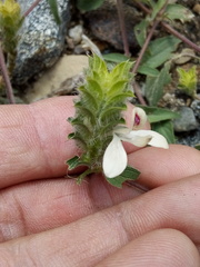 Tetramerium