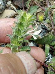 Tetramerium