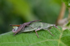 Sphenacris crassicornis